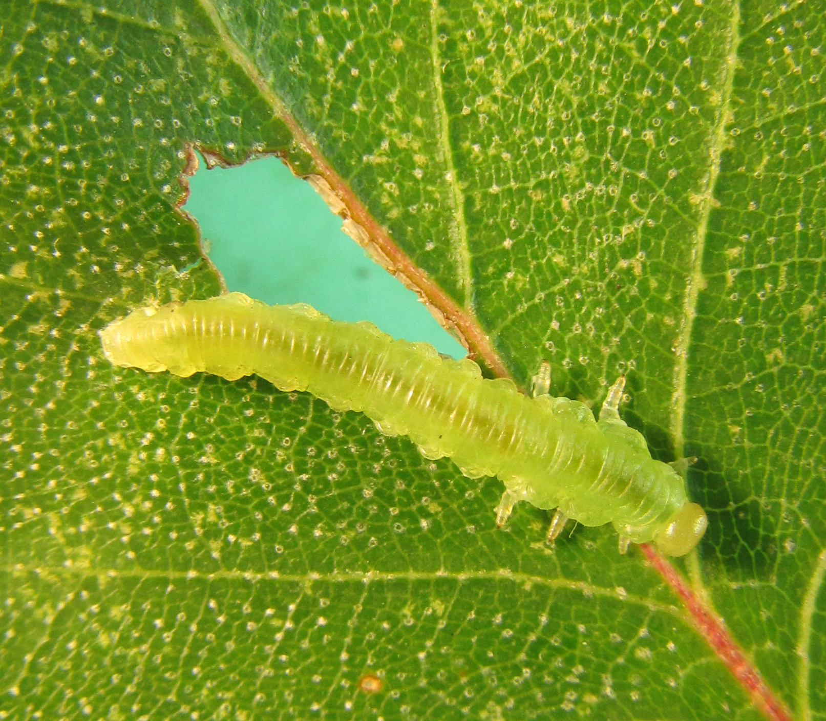 Dineura virididorsata (Retzius, 1783)