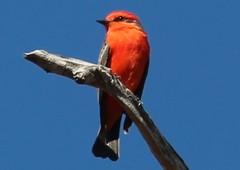 Pyrocephalus rubinus
