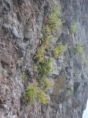 Musschia aurea, photograph (c) F. Bemmerlein-Lux, some rights reserved (CC BY)