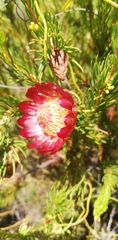 Protea nana