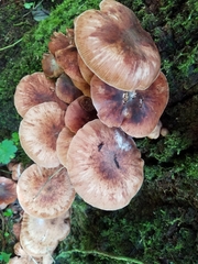 Armillaria mexicana