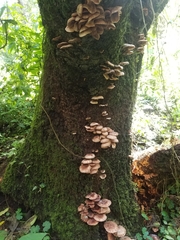 Armillaria mexicana