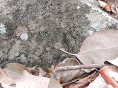Sphaerodactylus sabanus