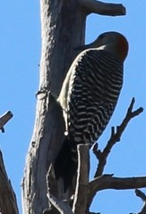 Melanerpes aurifrons