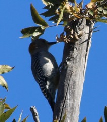 Melanerpes aurifrons