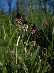 Neotinea ustulata ustulata