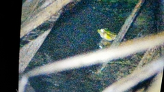 Pelophylax fukienensis