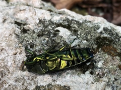 Buprestinae