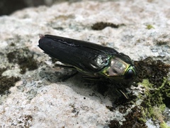 Buprestinae
