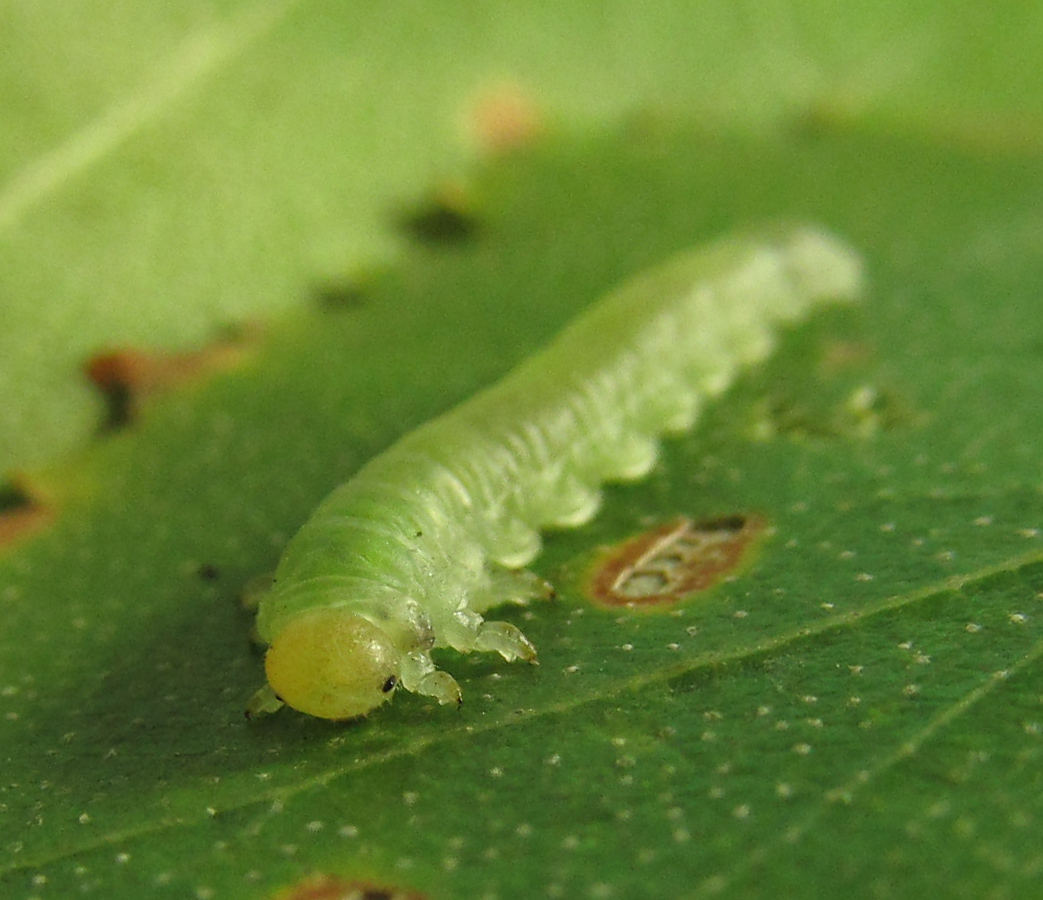 Dineura virididorsata (Retzius, 1783)