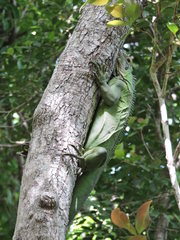 Iguana delicatissima