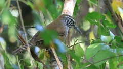 Pheugopedius maculipectus