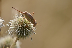 Ephippiger terrestris