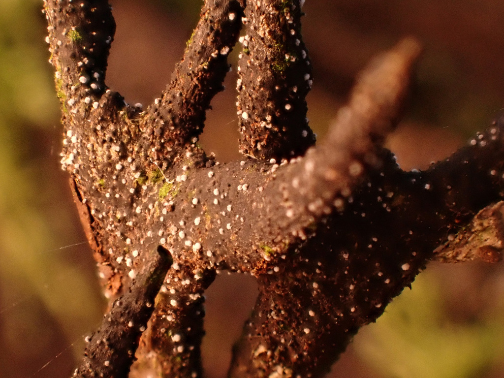 Hypocreopsis xylariicola
