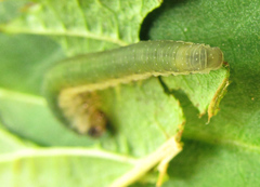 Allantus calceatus