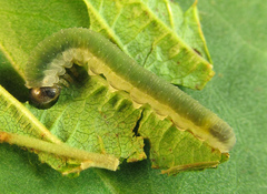 Allantus calceatus