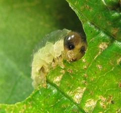 Allantus calceatus