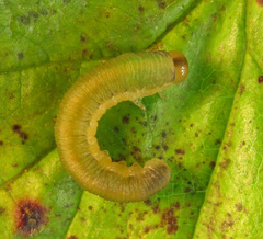 Allantus calceatus