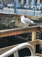 Larus argentatus