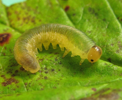 Allantus calceatus