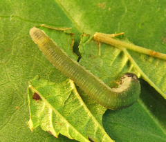 Allantus calceatus