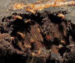 Cortaritermes fulviceps