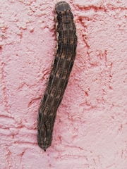 Isognathus rimosa