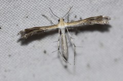 Stangeia xerodes