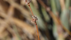 Eriogonum molestum