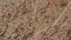 Eriogonum wrightii nodosum
