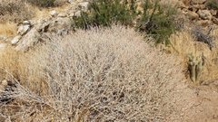 Eriogonum wrightii nodosum