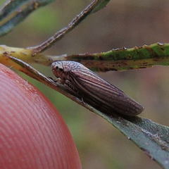 Graphocephala hieroglyphica