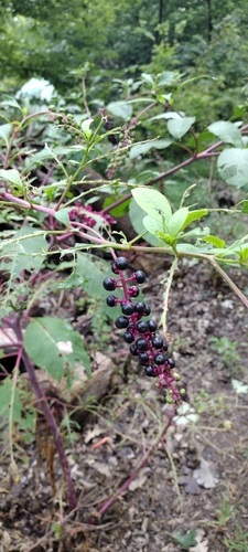 American pokeweed