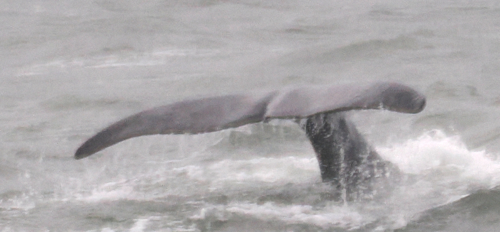 Bowhead whale raising its wide tail flukes before a dive