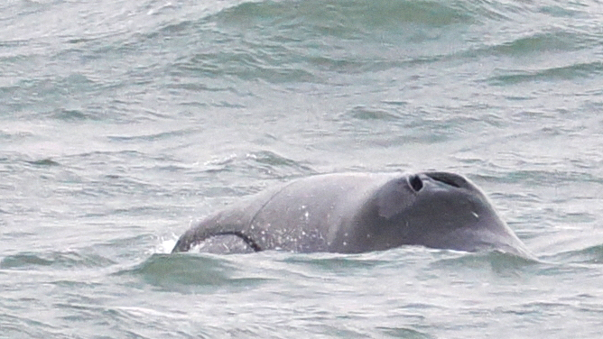 Balaena mysticetus