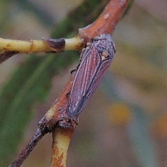 Graphocephala hieroglyphica