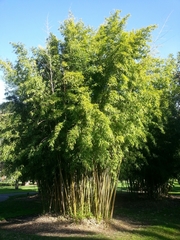 Phyllostachys bambusoides