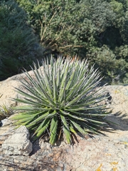 Agave schidigera