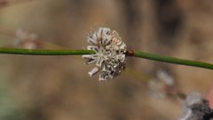 Eriogonum molestum