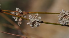 Eriogonum molestum