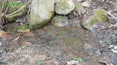 Hynobius quelpaertensis