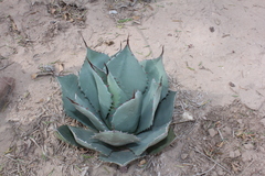 Agave flexispina