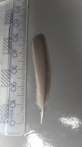Plume de Fauvette à tête noire