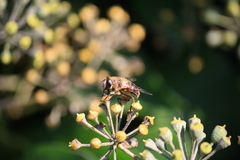 Eristalis tenax