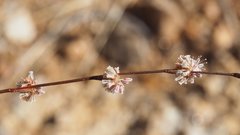 Eriogonum molestum