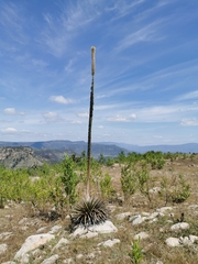 Agave schidigera