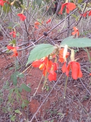 Helicteres brevispira