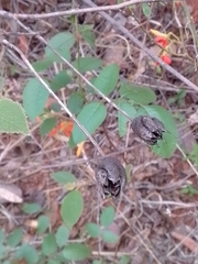 Helicteres brevispira