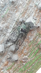Fidicina toulgoeti