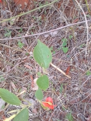 Helicteres brevispira